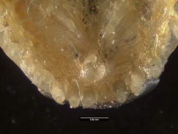 Media type: image;   Herpetology R-57488